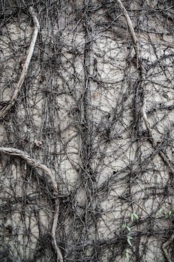 Cadılar bayramı eski duvar bitkisi sürüngen eski arka planlar