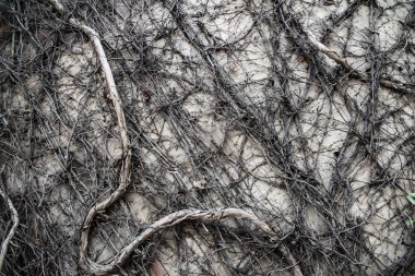 Cadılar bayramı eski duvar bitkisi sürüngen eski arka planlar