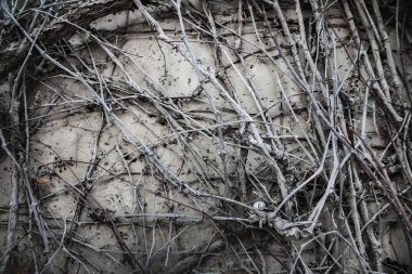 Cadılar bayramı eski duvar bitkisi sürüngen eski arka planlar