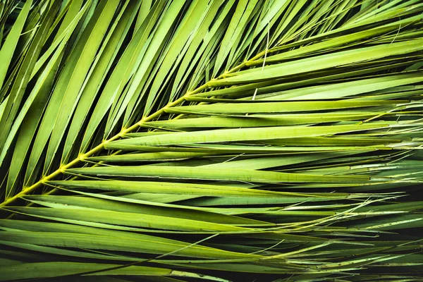 Feuilles Palmier Tropicales Feuille Jungle Fond Floral — Photo