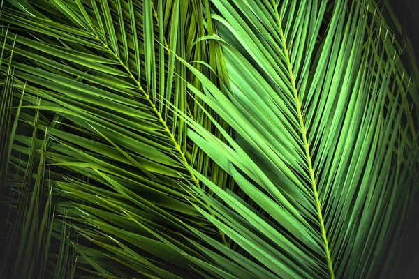 Liści Palmy Tropikalnej Liści Dżungli Kwiatowe Tło — Zdjęcie stockowe