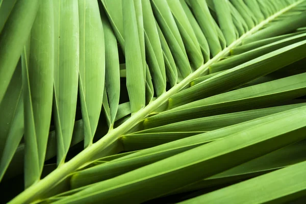 Hojas Palma Tropical Hoja Selva Fondo Floral — Foto de Stock