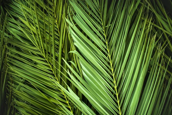 Liści Palmy Tropikalnej Liści Dżungli Kwiatowe Tło — Zdjęcie stockowe
