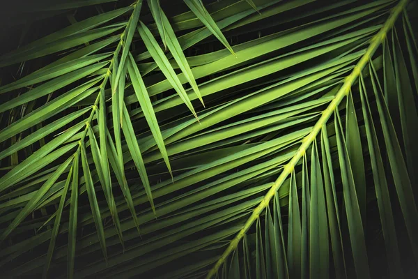 Tropical Palm Leaves Jungle Leaf Floral Background — Stock Photo, Image