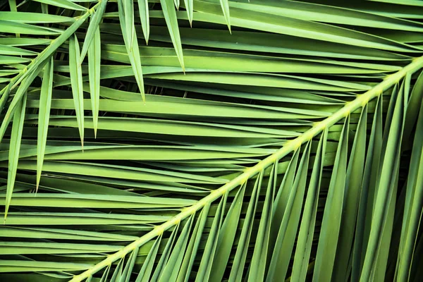Feuilles Palmier Tropicales Feuille Jungle Fond Floral — Photo