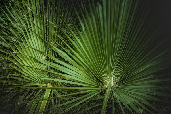 Tropische Palmblätter Dschungelblatt Blumiger Hintergrund — Stockfoto