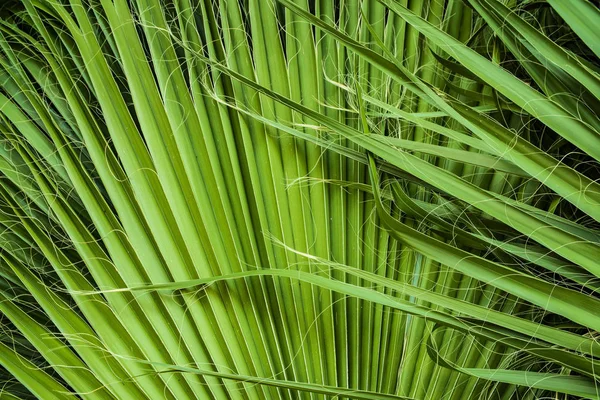 Feuilles Palmier Tropicales Feuille Jungle Fond Floral — Photo