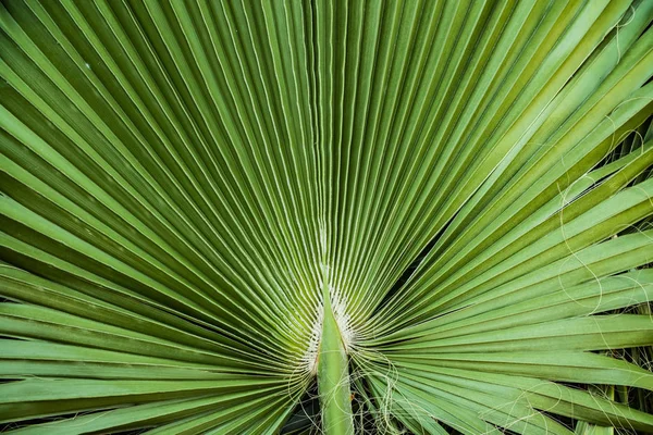 Gros Plan Feuilles Palmier Tropical Jungle Feuille Fond Floral — Photo