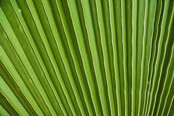 Закрыть Тропические Пальмовые Листья Листья Джунглей Цветочный Фон — стоковое фото