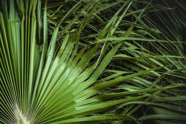 Feuilles Palmier Tropicales Feuille Jungle Fond Floral — Photo