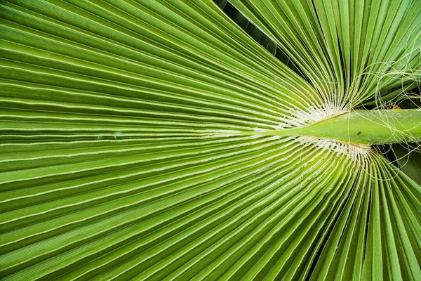 Gros Plan Feuilles Palmier Tropical Jungle Feuille Fond Floral — Photo