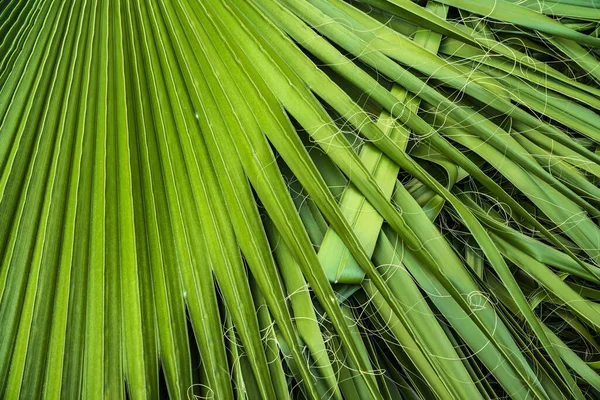 Gros Plan Feuilles Palmier Tropical Jungle Feuille Fond Floral — Photo