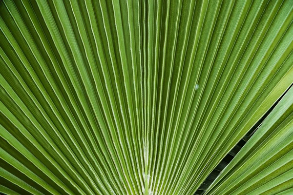 Chiudere Foglie Palma Tropicale Foglia Giungla Sfondo Floreale — Foto Stock