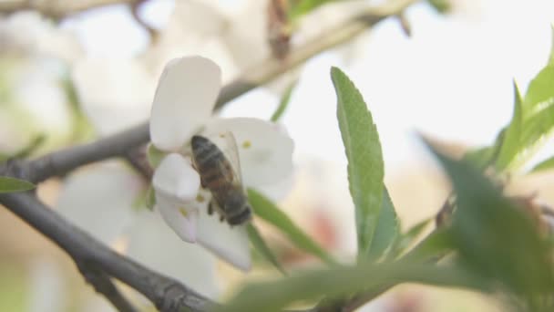 Ape Fiore Che Fiorisce Nella Primavera Del Mandorlo Raccogliendo Polline — Video Stock