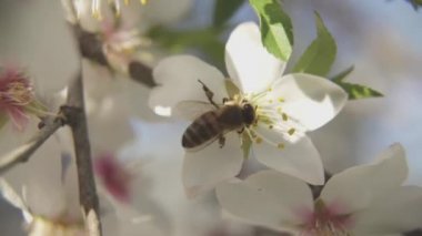 Badem ağacının baharında açan bir çiçeğin üzerindeki arı polen topluyor, yakın plan.