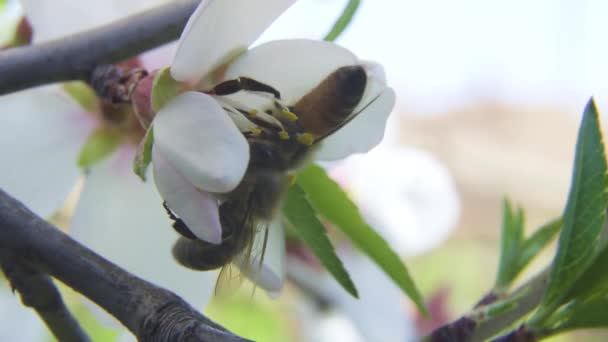 Biene Auf Einer Blume Die Frühling Des Mandelbaums Blüht Pollen — Stockvideo