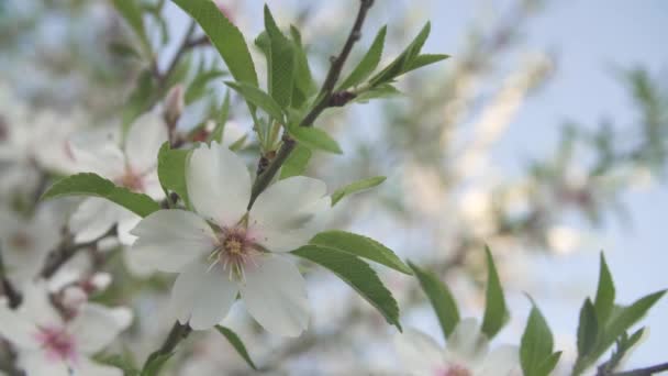 Flores Fundo Amêndoa Florescendo Primavera Close — Vídeo de Stock