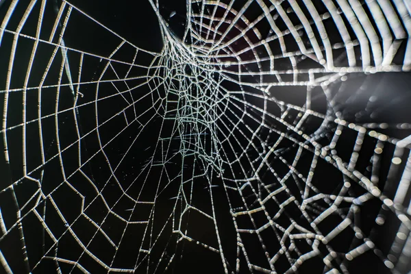 Halloween Spider Web Blurred Black Background — Stock Photo, Image