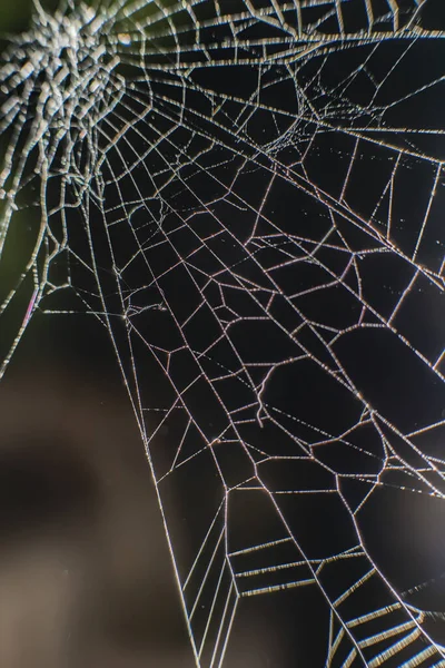 Halloween Spider Web Blurred Black Background — Stock Photo, Image