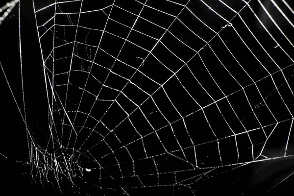 Halloween Spider Web Blurred Black Background — Stock Photo, Image