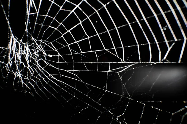 Cadılar Bayramı Örümcek Ağı Siyah Arkaplanda Bulanıklaştı — Stok fotoğraf