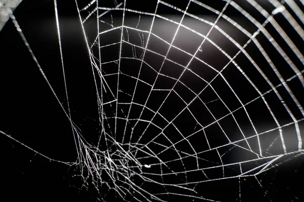Cadılar Bayramı Örümcek Ağı Siyah Arkaplanda Bulanıklaştı — Stok fotoğraf