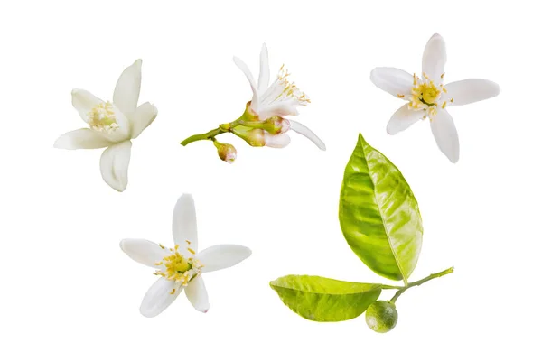 Vereinzelte Orangenblüten Kleiner Orangenzweig Mit Blüten Und Blättern Auf Weißem — Stockfoto