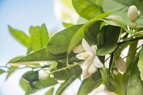 orange blossoms on branch of orange tree with flowers and leaves