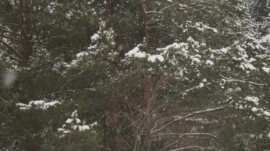 pine forest and falling snow