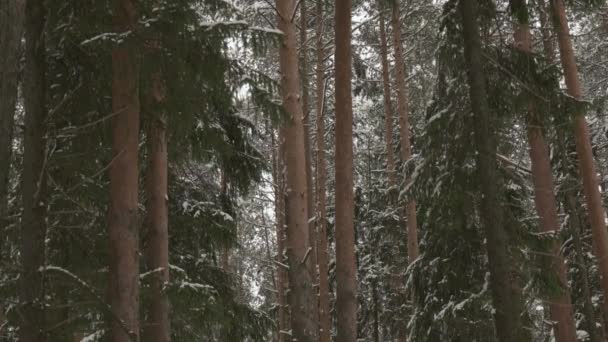 Forêt de pins et neige tombante — Video