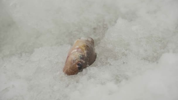 Peces atrapados tirados en la nieve — Vídeo de stock