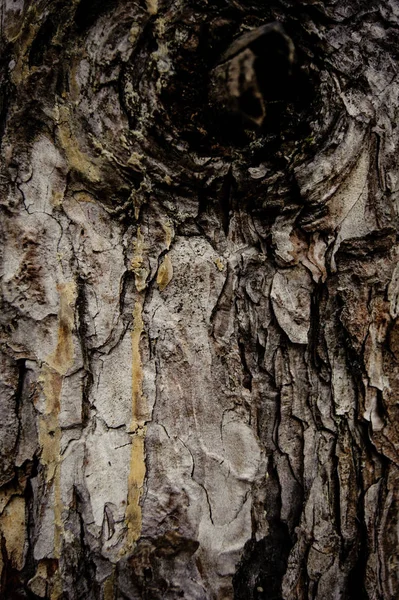 Textura de madera fondo. — Foto de Stock