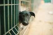 Asyl für Hunde, obdachlose Hunde in einem Käfig im Tierheim. aban