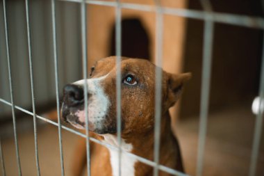 Köpekler için sığınma evi, hayvan barınağında bir kafeste evsiz köpekler. Aban