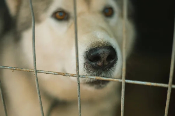 Asylum for dogs, homeless dogs in a cage in animal shelter. Aban — Stock Photo, Image