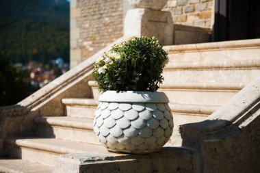 Çiçek vazosunun güzel fotoğrafı, eski merdivenlerde...