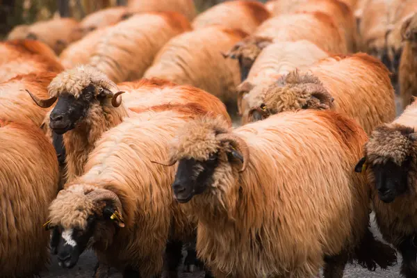 Um rebanho de ovelhas está na estrada . — Fotografia de Stock
