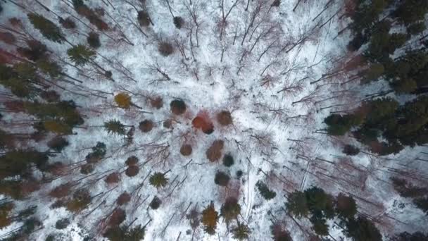 Drone Imagens Bela Floresta Montanha Inverno — Vídeo de Stock