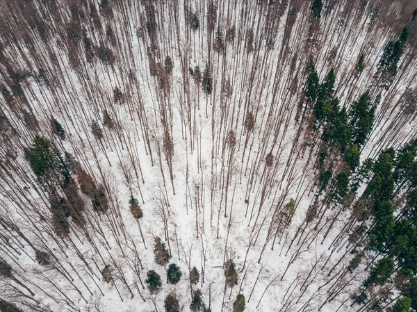 Χειμώνας στα βουνά, κορυφαία θέα του δάσους από drone — Φωτογραφία Αρχείου