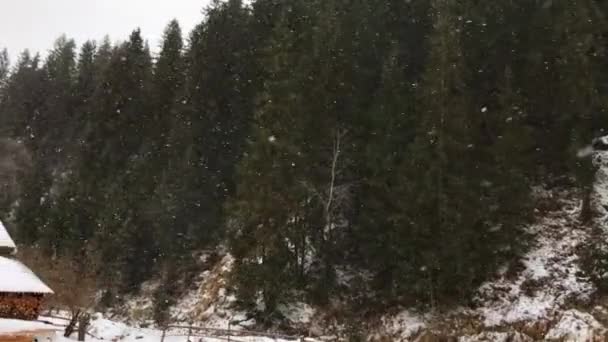 Video Von Nadelbäumen Den Bergen Schnee — Stockvideo