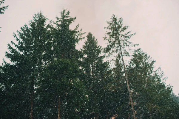 Foto de árboles de coníferas en el bosque durante la nieve — Foto de Stock