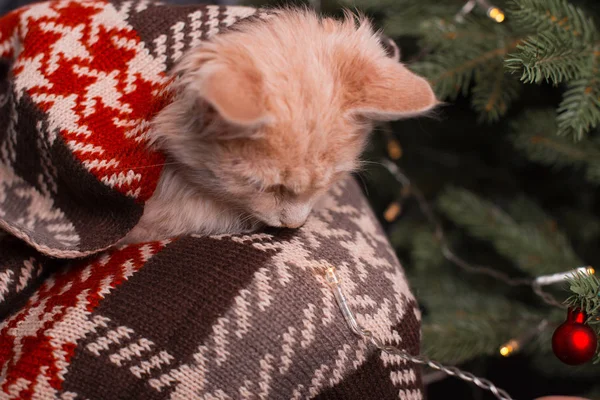 Ein süßes kleines Kätzchen sitzt neben einem Weihnachtsbaum . — Stockfoto