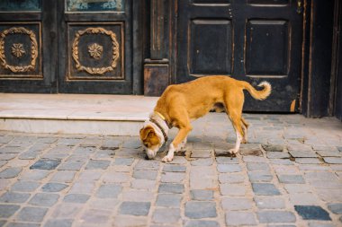Brasov, Romanya, 4 Mart 2020, Köpek eski sokaklarda yürüyor