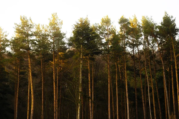 Úžasné ranní teplé světlo v lese, klid a ticho — Stock fotografie