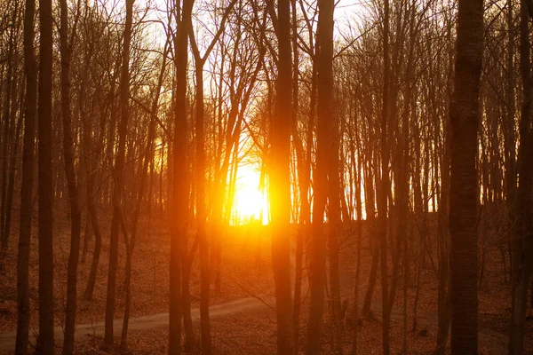 Sunrise light trought drzew w lesie jesienią — Zdjęcie stockowe