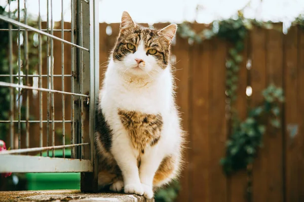 Schöne Katze, die im Frühling auf dem Zaun eines Dorfes sitzt — Stockfoto