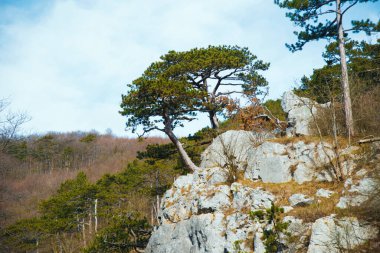 Dağ manzarası, bir kayanın üzerinde duran ağaçlar ya da çam ağaçları. Bahar mevsiminde gündüz çekilmiş...