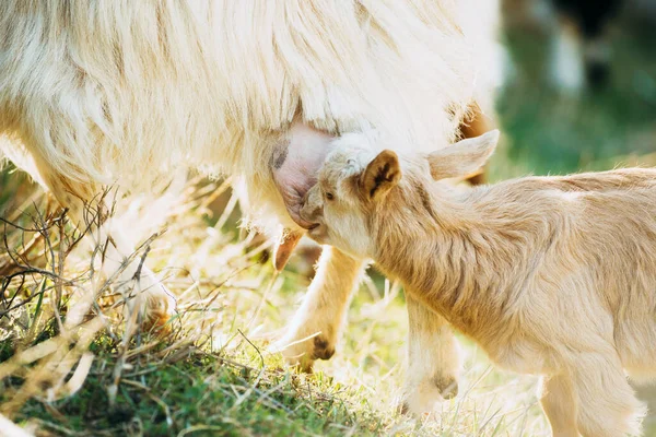 Foto de crianças de cabra bebê na primavera em um belo dia ensolarado — Fotografia de Stock