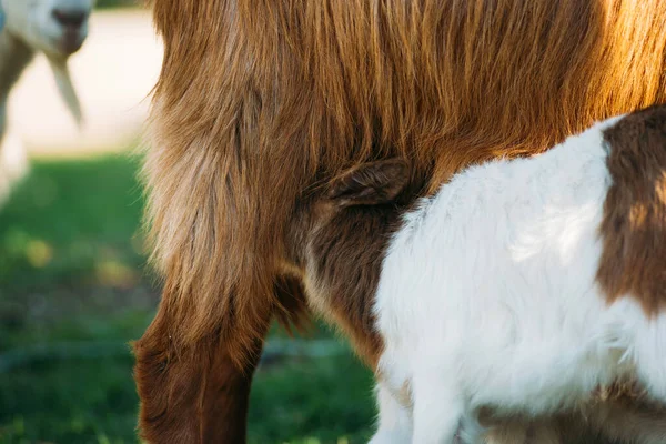 Foto av baby get barn på våren i en solig vacker dag — Stockfoto