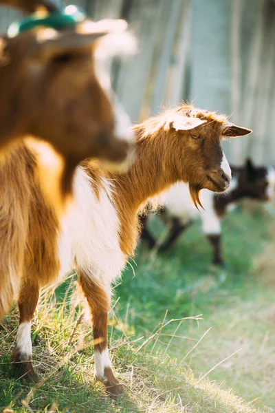 Foto de crianças de cabra bebê na primavera em um belo dia ensolarado — Fotografia de Stock